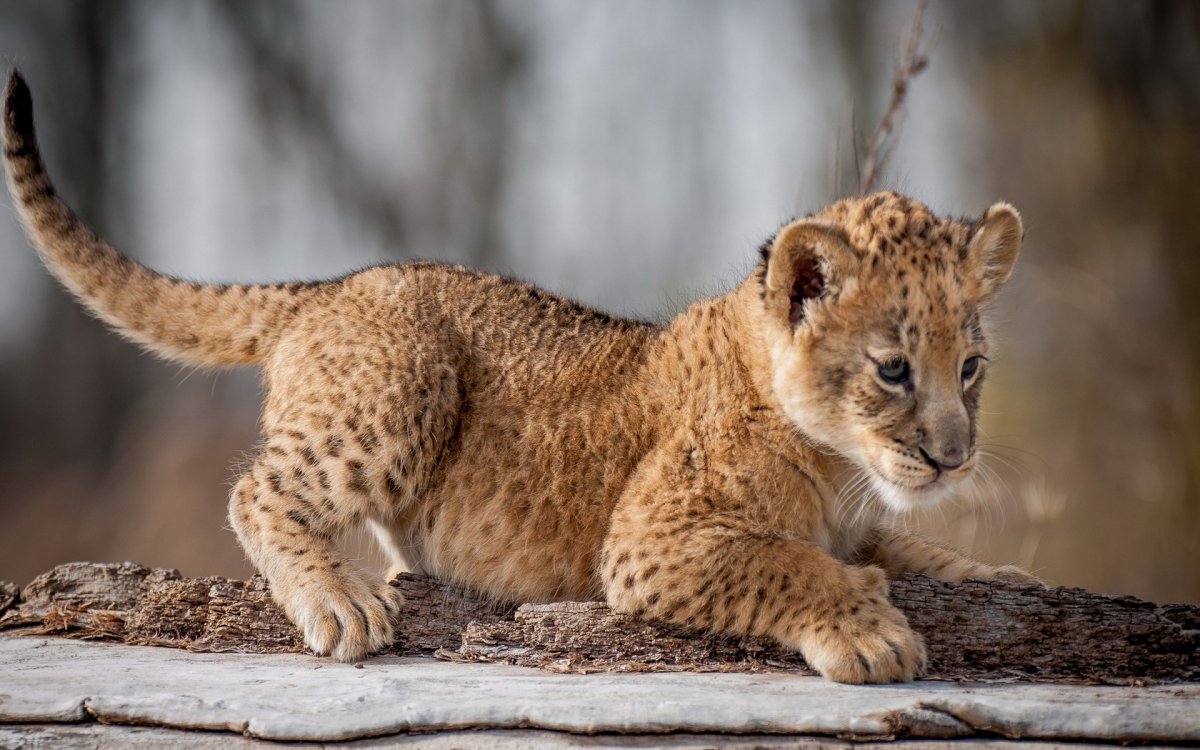 Пума Лев леопард