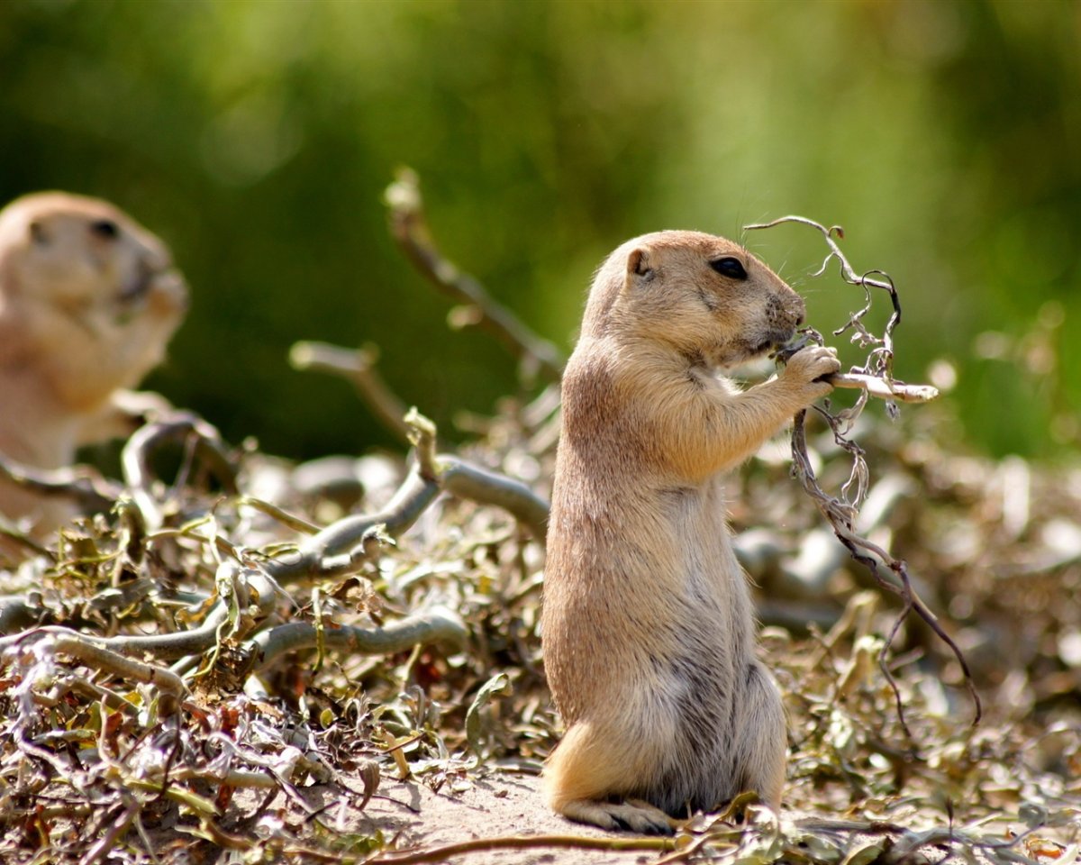 Суслик в природе
