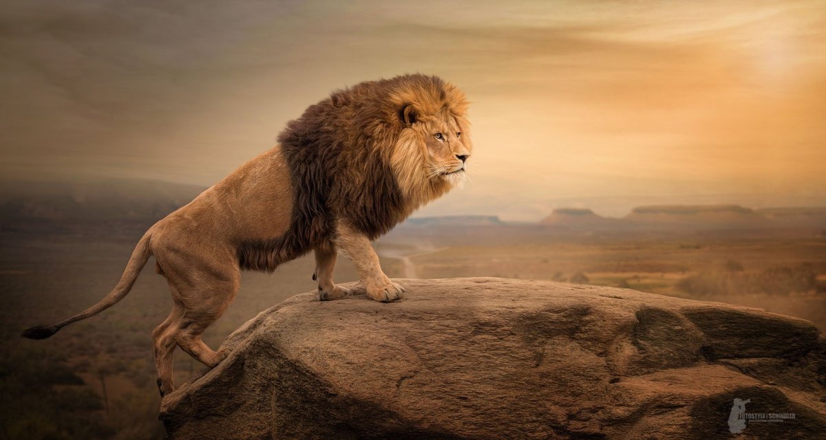 Лев в пустыне