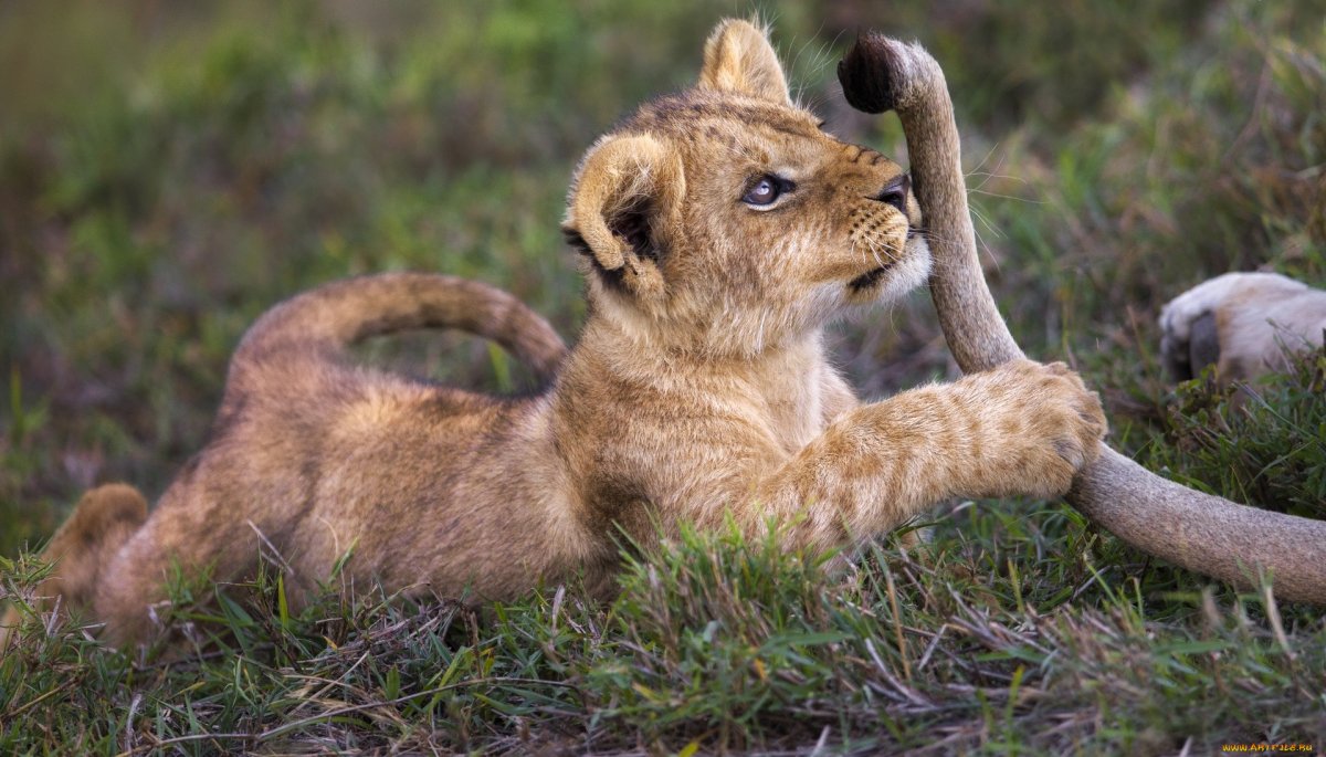 Львята играются