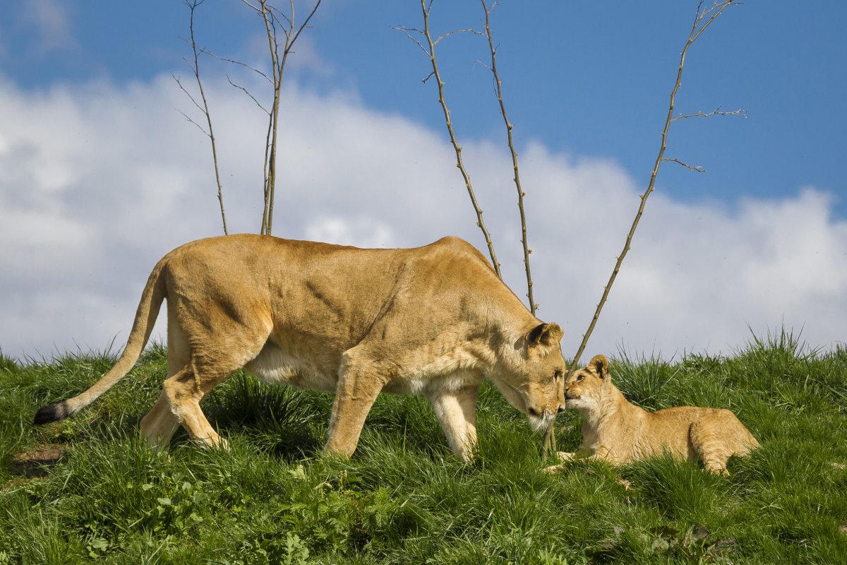 Лев и львица