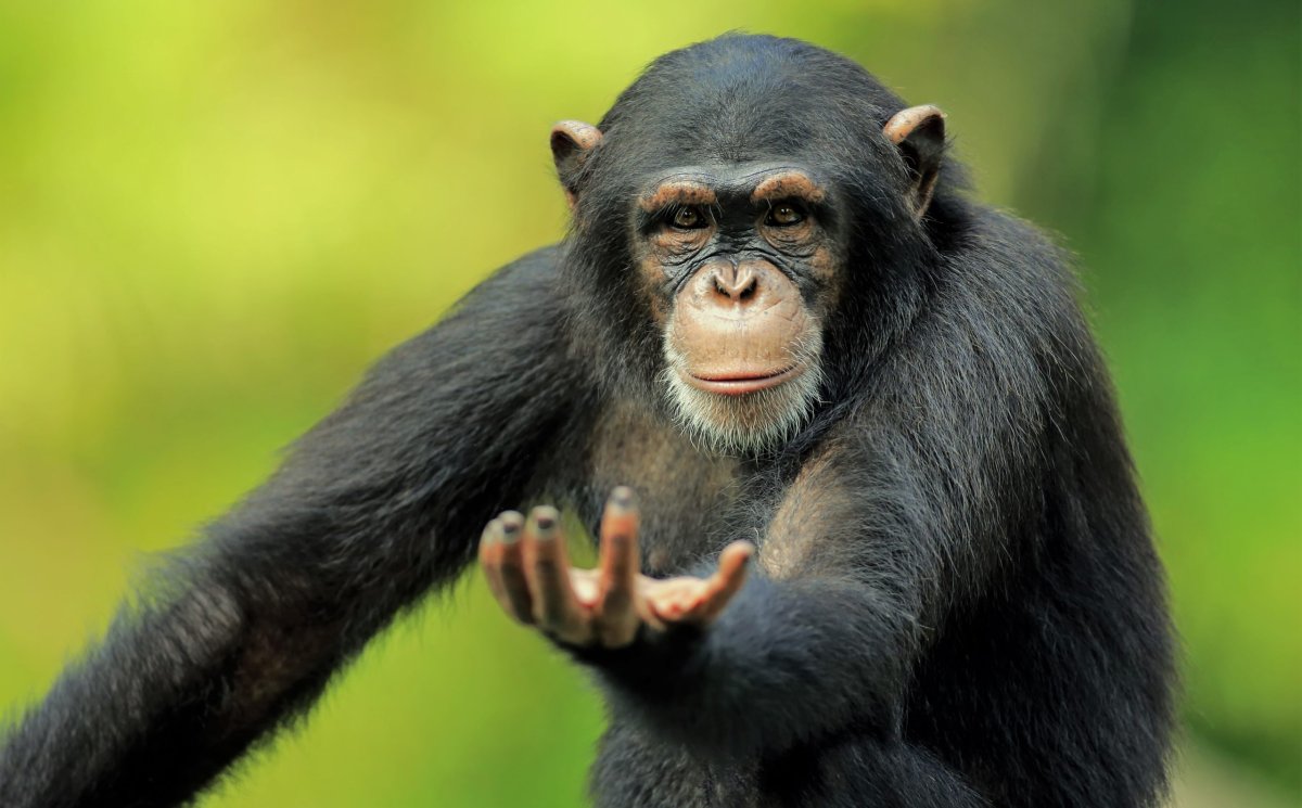 Серьезная горилла