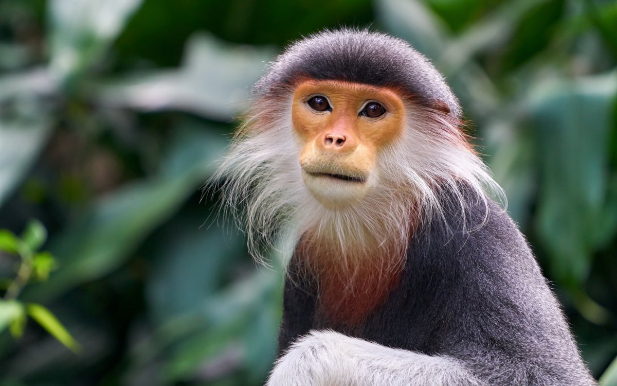 Кинг Конг и орангутанг