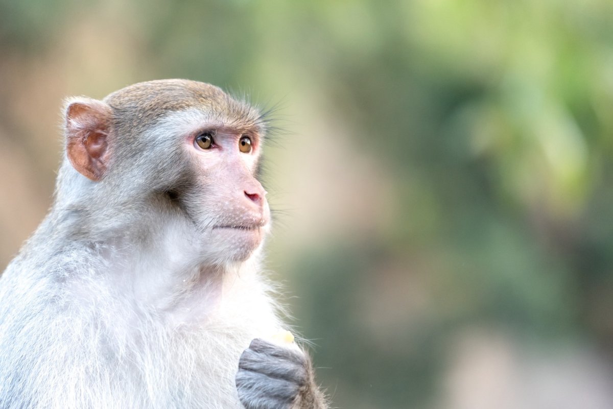 Кунац маймун