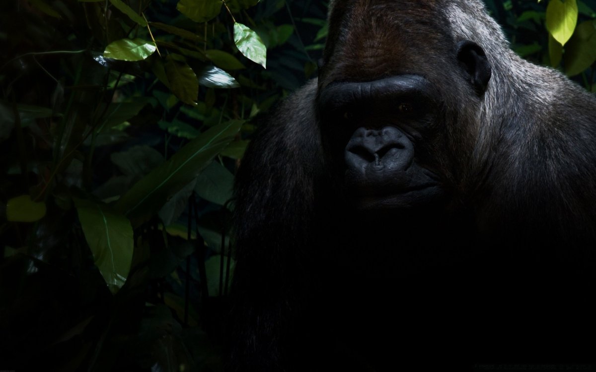 Аида примат