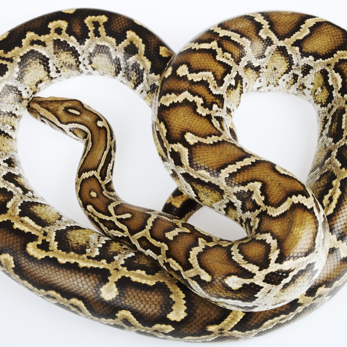 Желтый бирманский питон