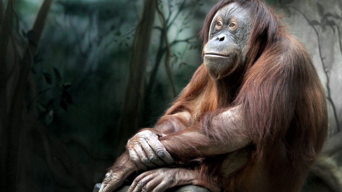 Белозадый Гульман