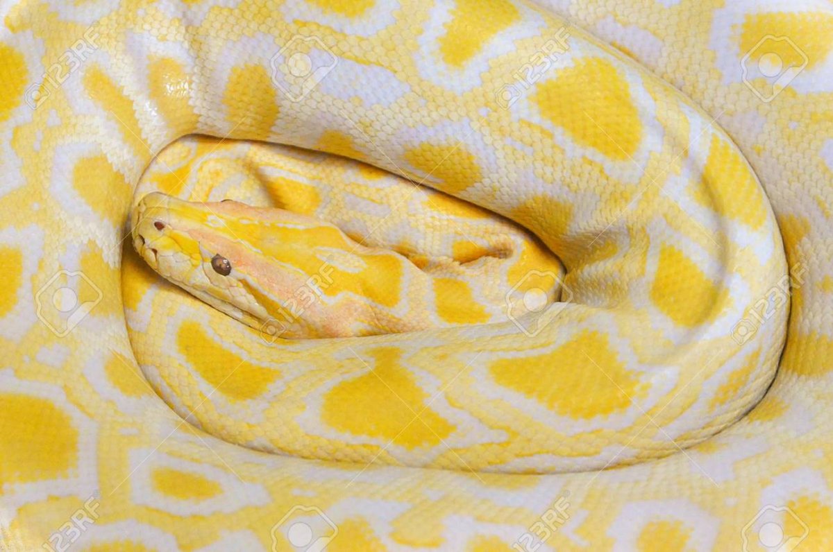 Albino Burmese Python