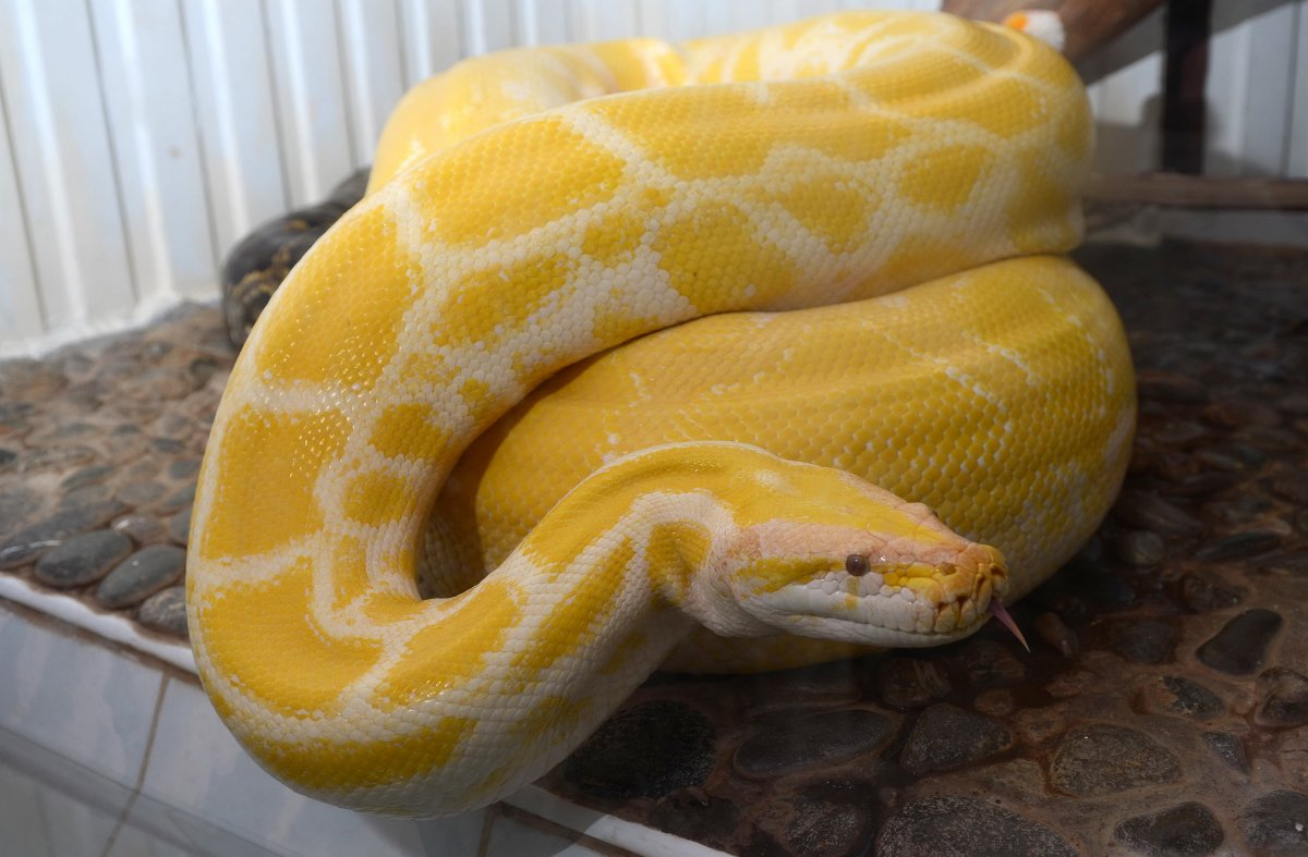 Питон тигровый Королевский