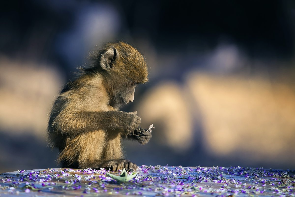 Шимпанзе Синдер