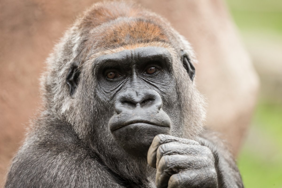 Сухоносые приматы