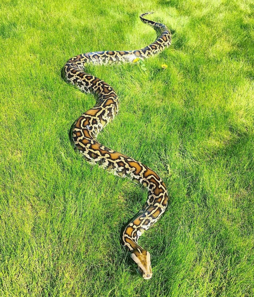 Forever Queen желтый питон