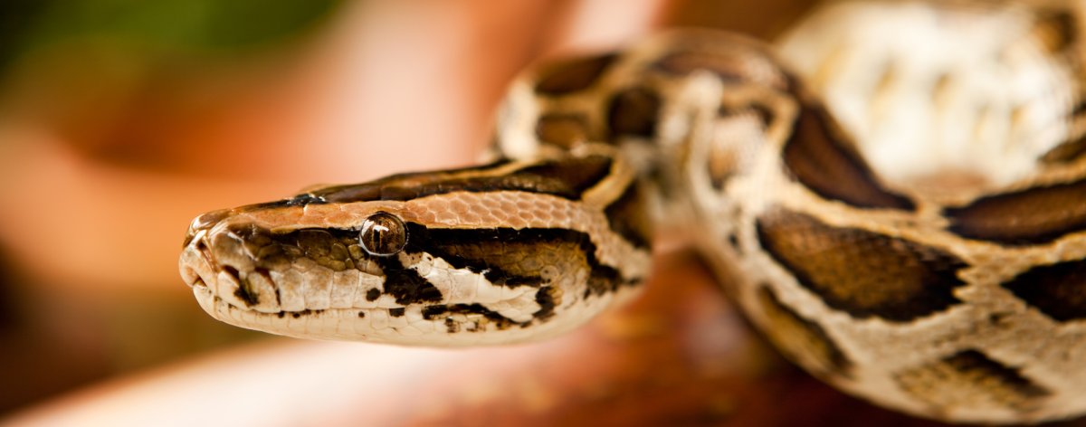 Питон желтый 5 метров