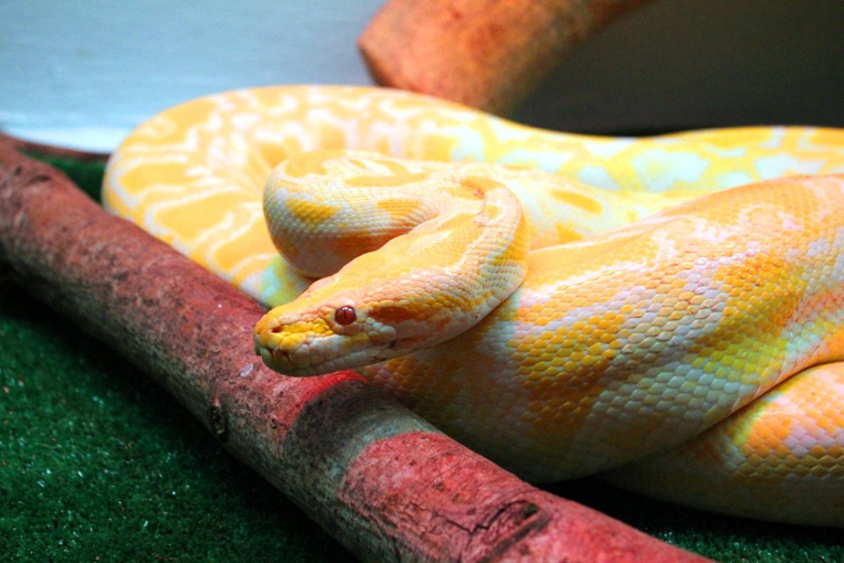 Кольчатый питон