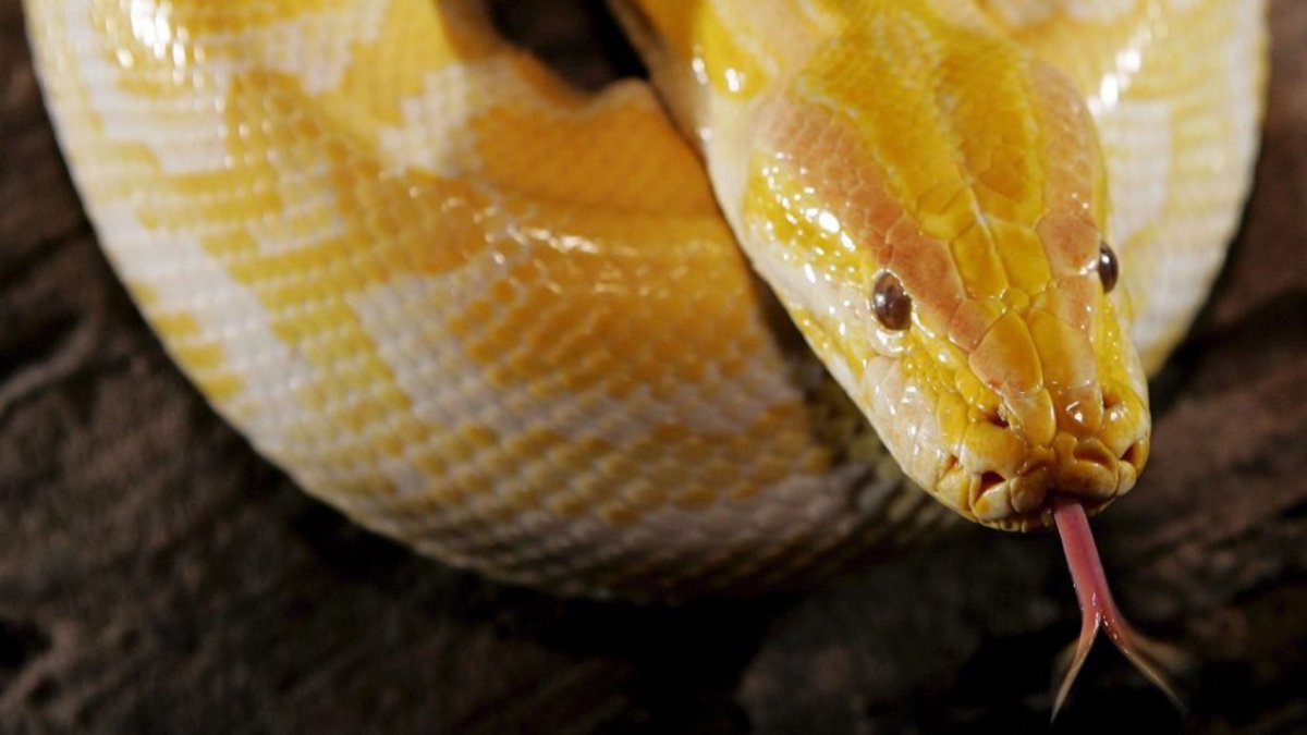 Индийский тигровый питон