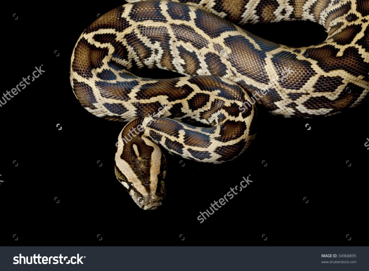 Тигровый питон альбинос гранит