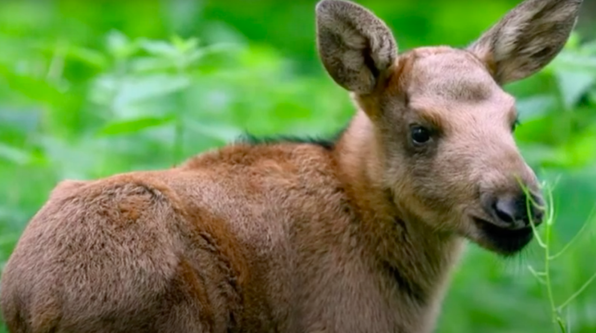 Детеныш лося