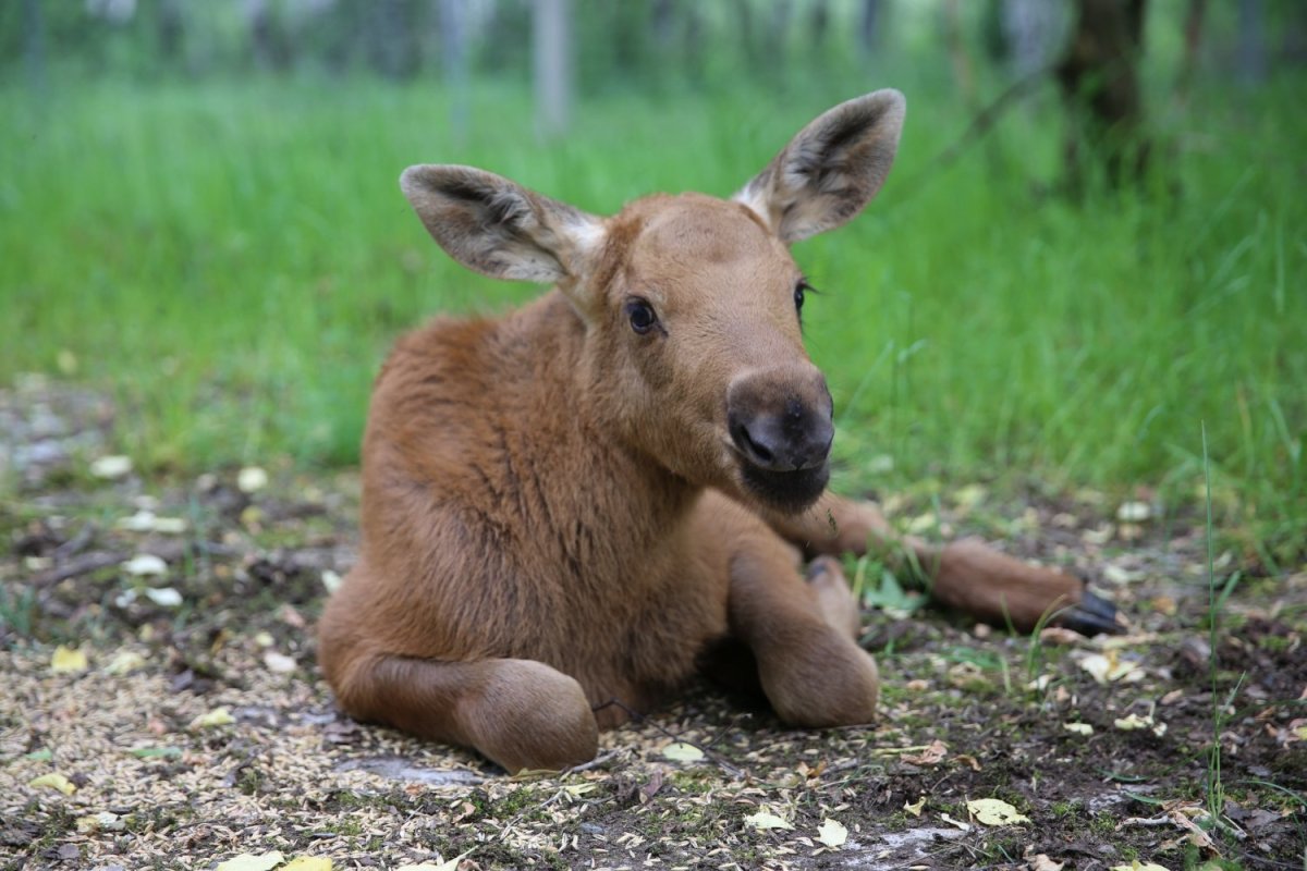 Маленький лосенок