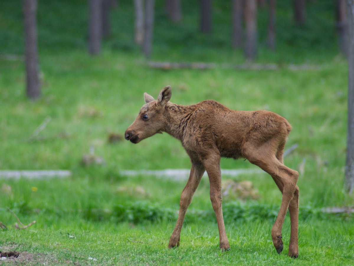 Лось лосенок детеныш