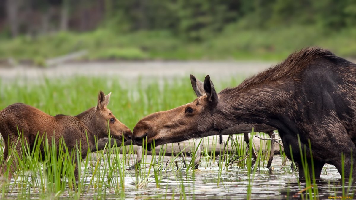 Лосиха с лосенком