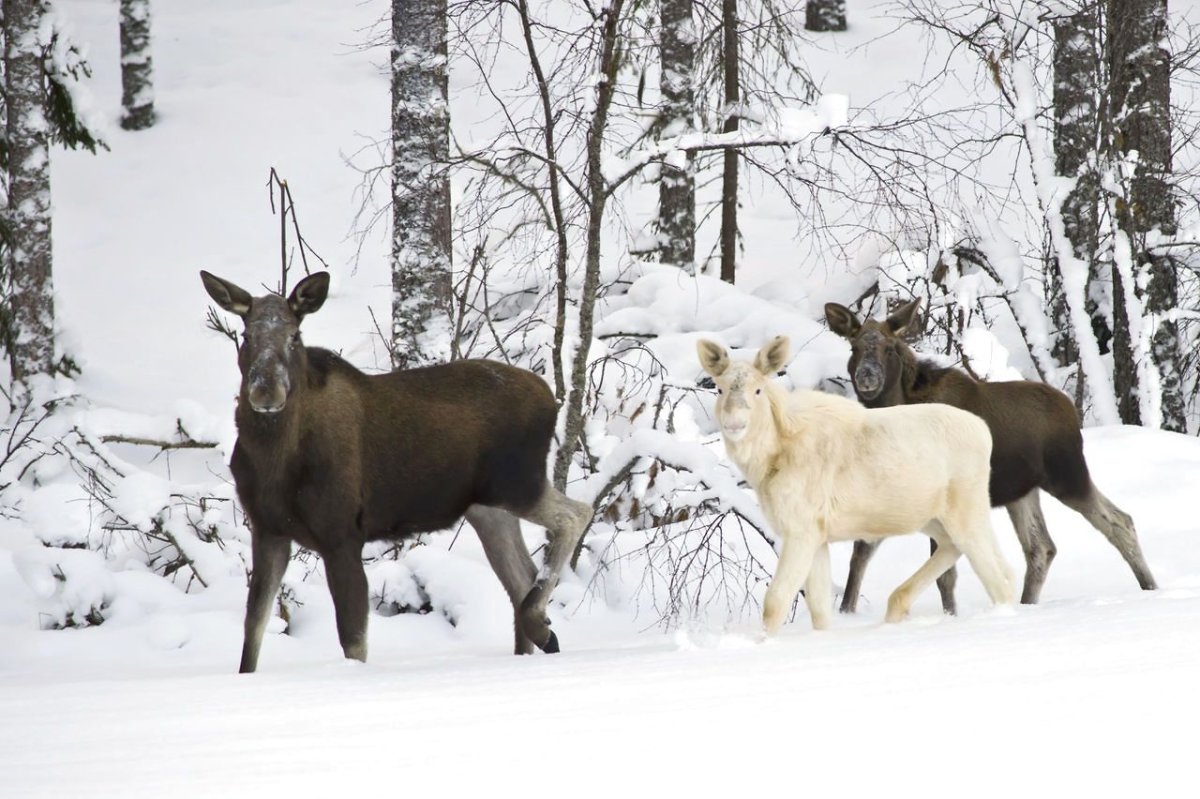 Молодой лосенок