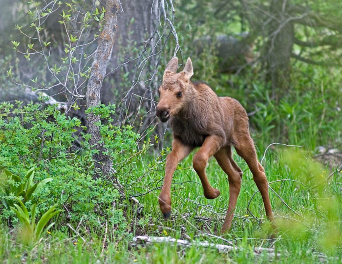 Лось с лосенком