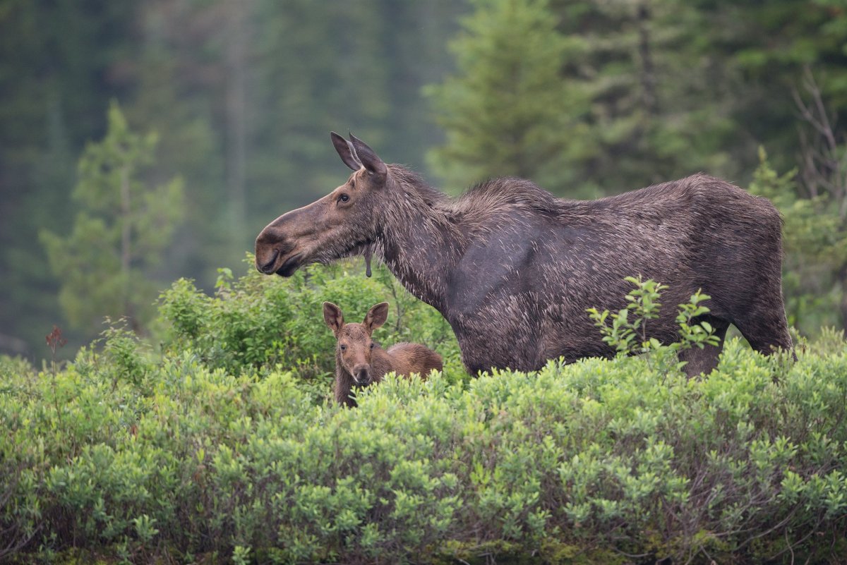 Карелия лосиха с лосятами