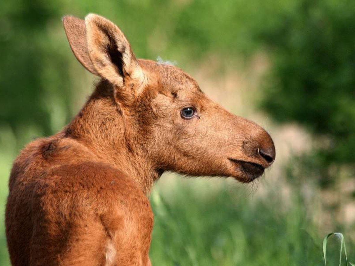 Лосиха с лосенком