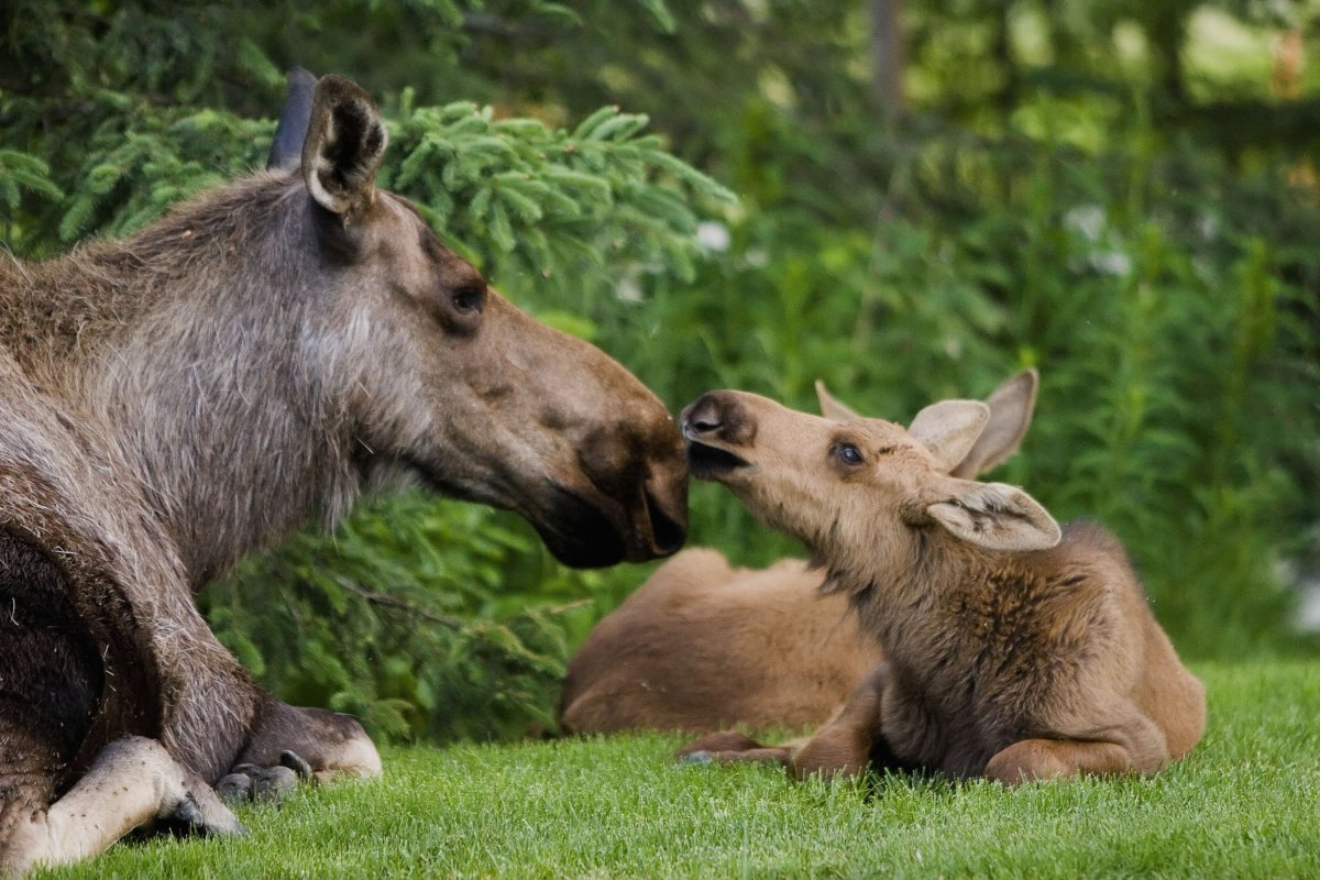 Лосиха с лосенком