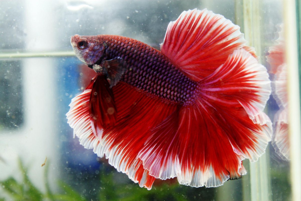 Рыбка петушок супер Дельта