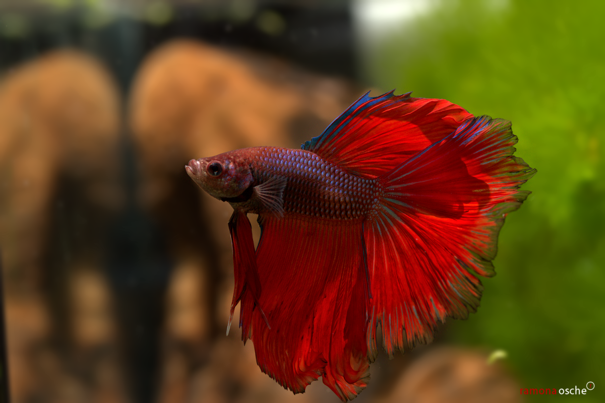 Петушки халф Мун синий