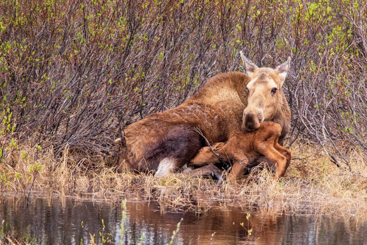 Дикие животные с детенышами