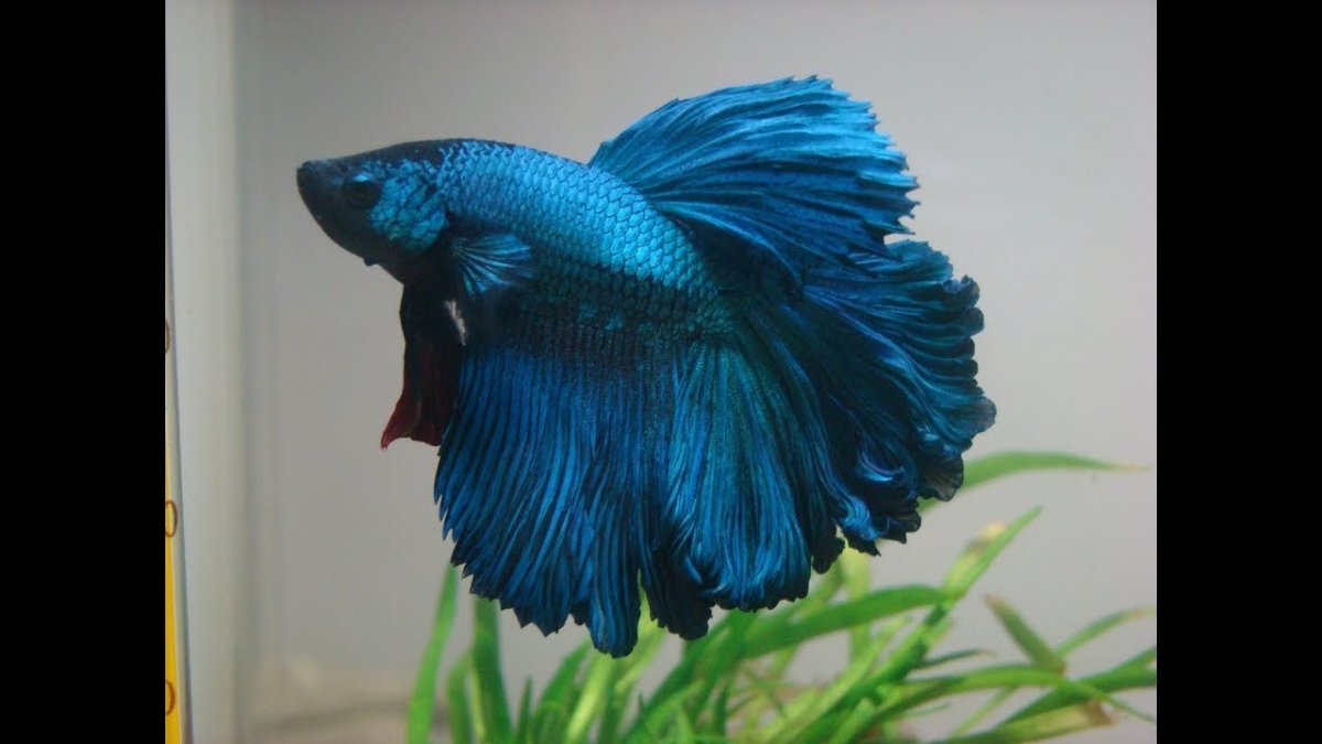 Петушок супер Дельта синий