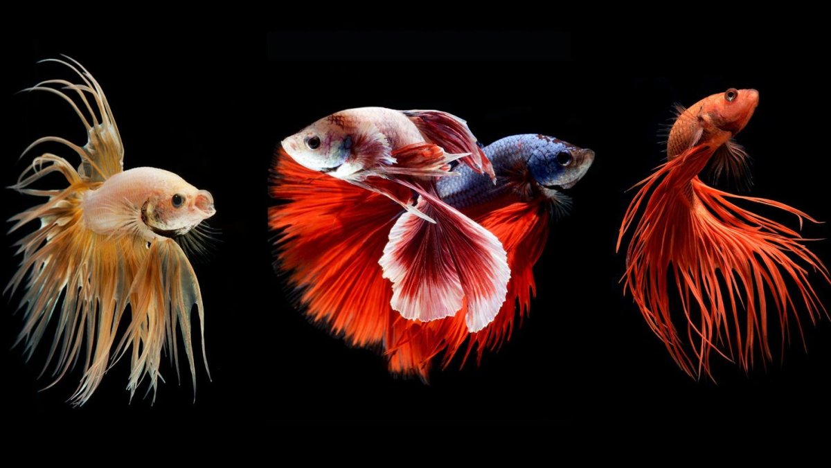 Рыбки Петушки альбиносы