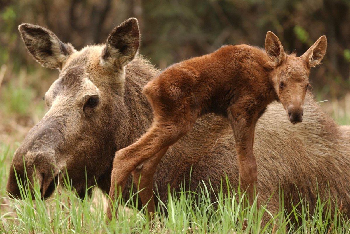Маленький лосенок