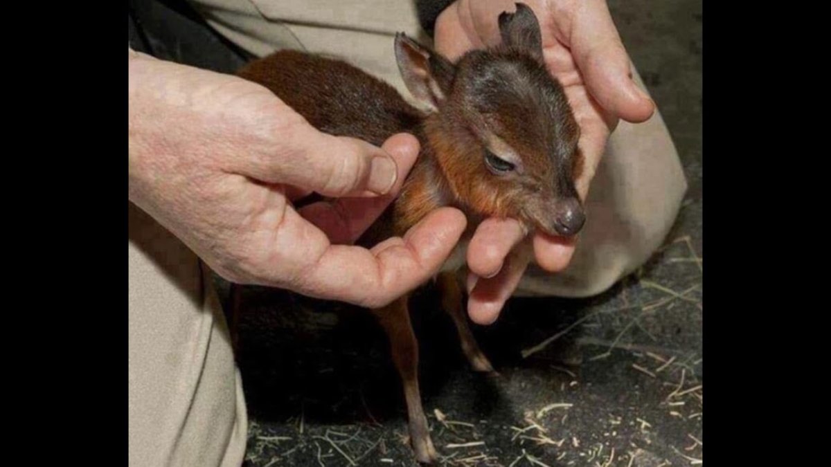 Лось лосиха лосенок лосята