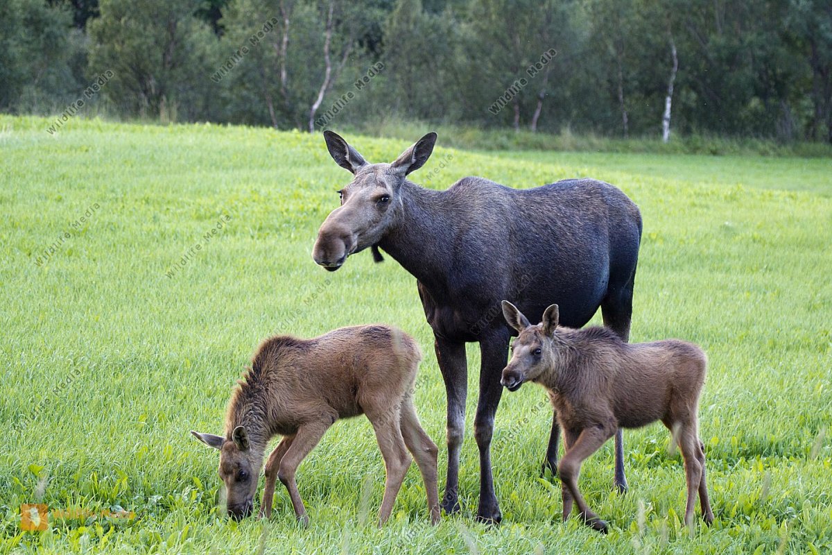 Северный Олененок