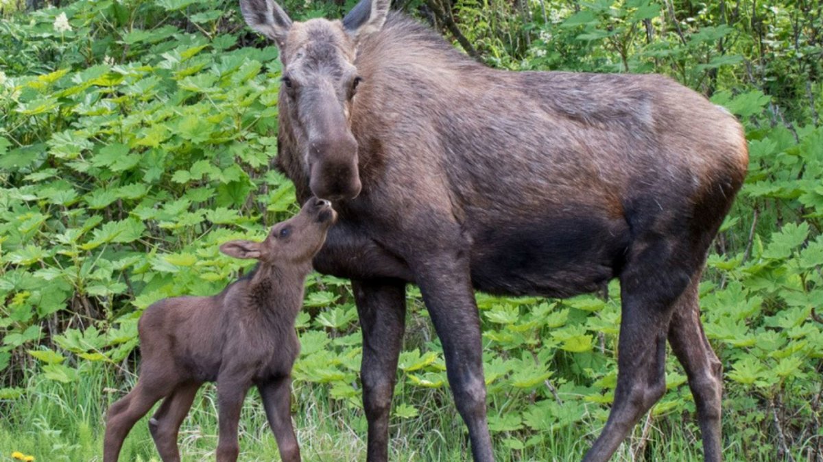 Лосиха с лосенком