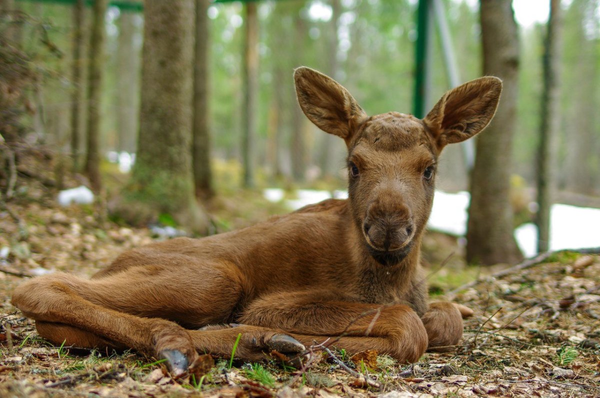 Лось лосиха лосенок