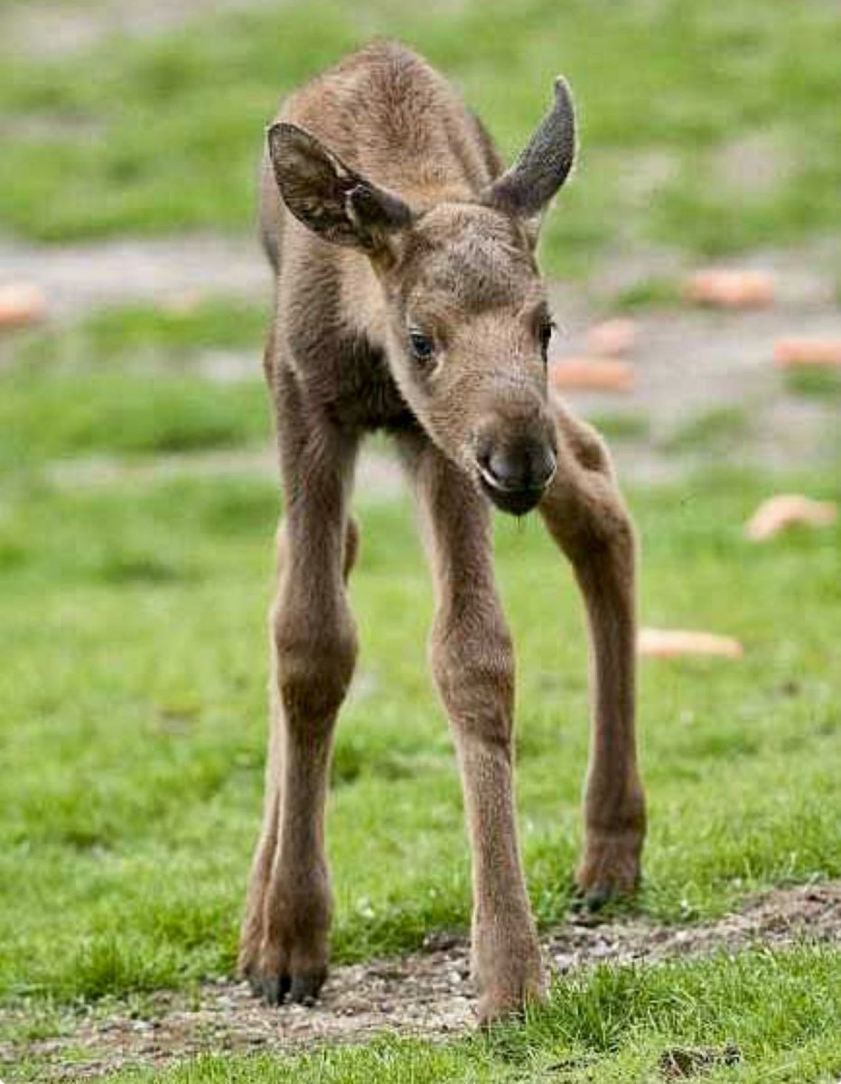 Лось маленький