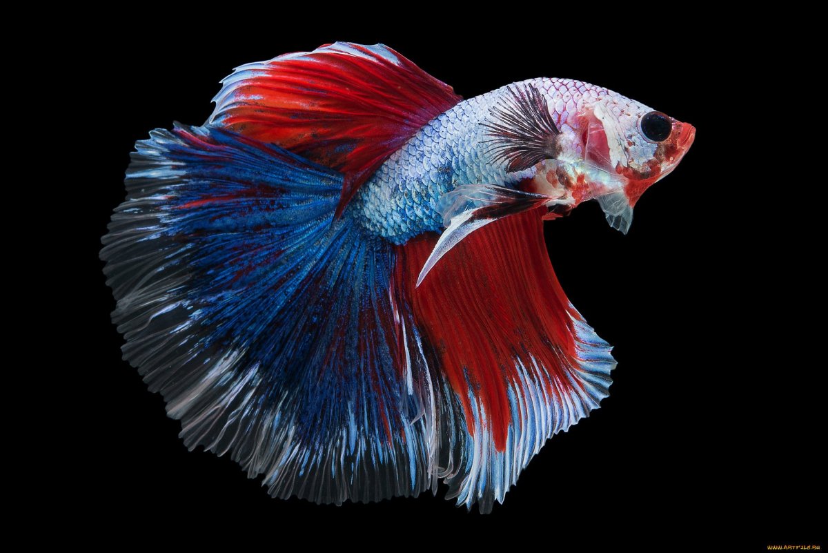 Betta КК