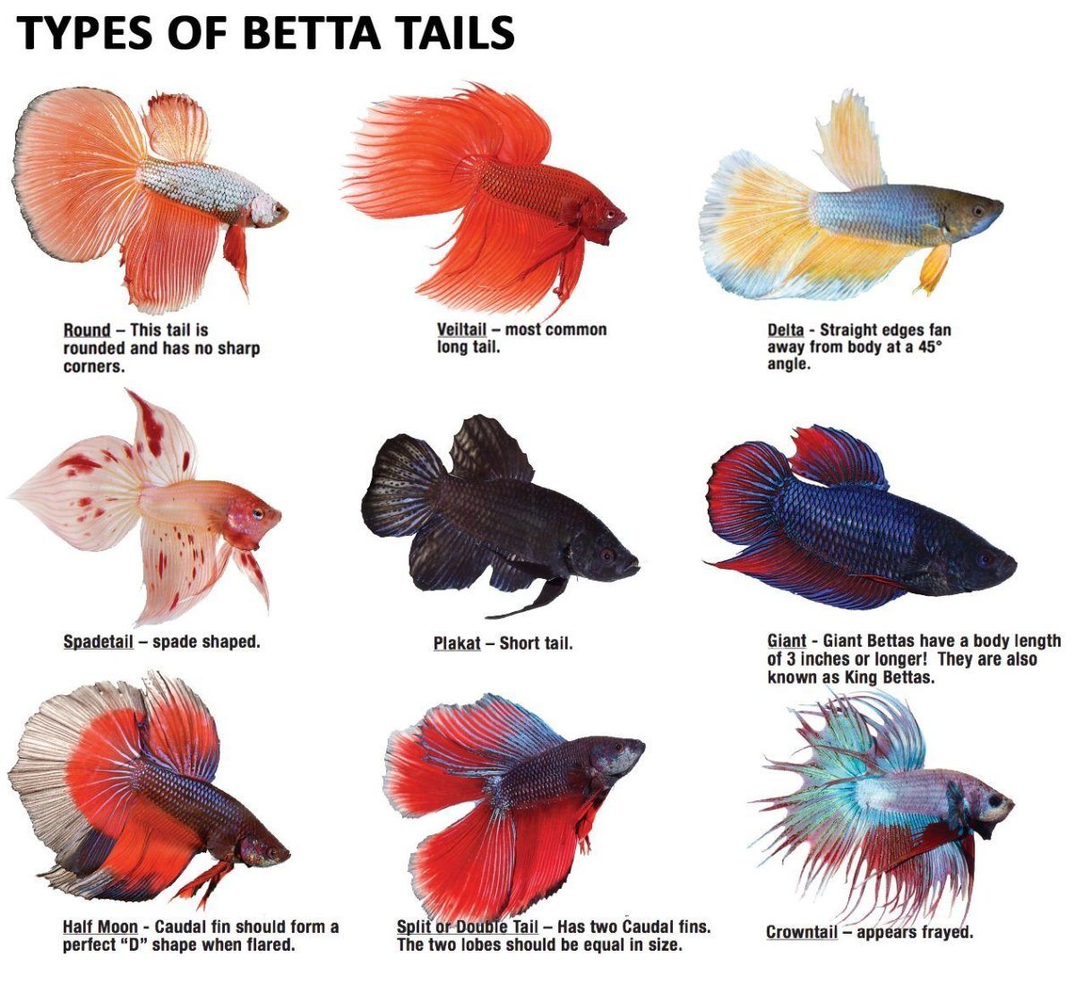 Betta splendens Copper
