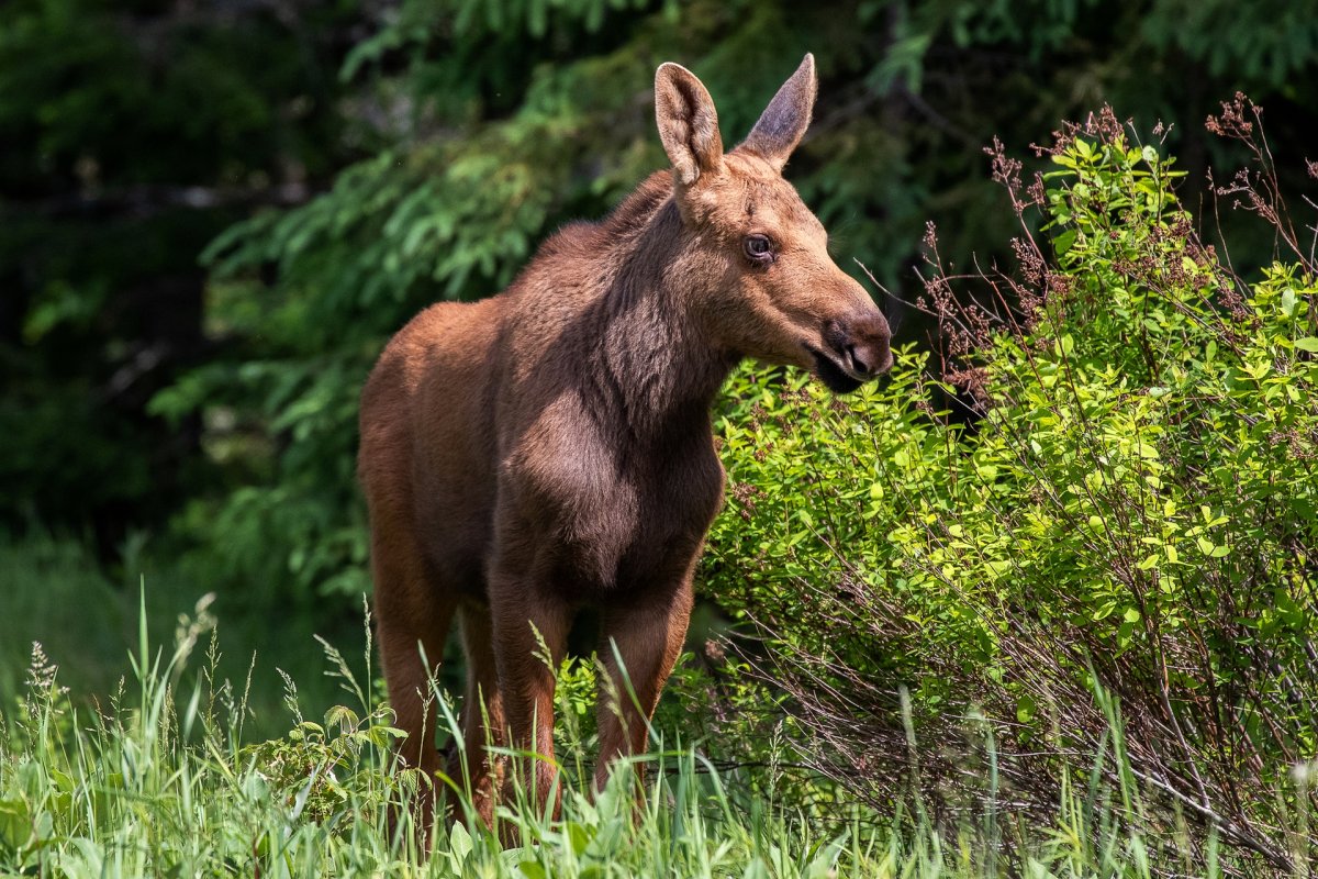 Семья лосей