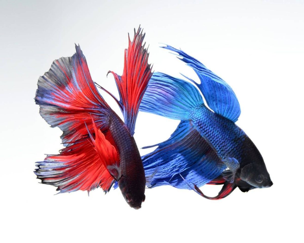Дельтахвостые бойцовые рыбки