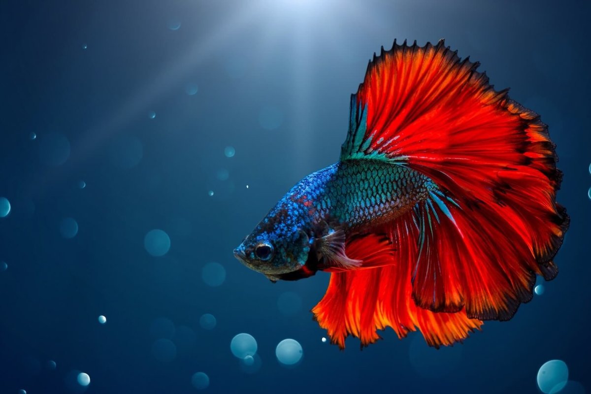 Сиамские бойцовые рыбки
