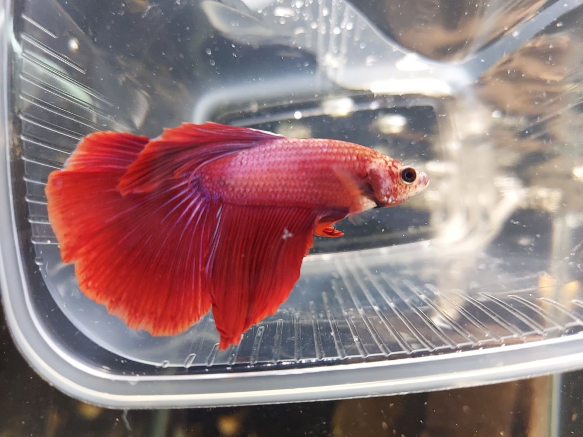 Рыбки Петушки самки и самцы