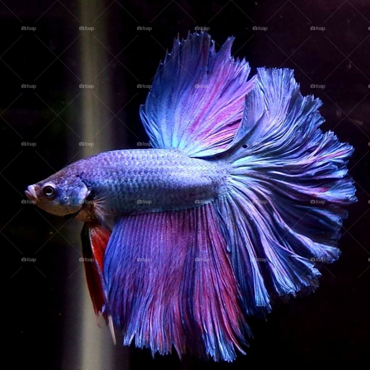 Петушок Бетта Спленденс