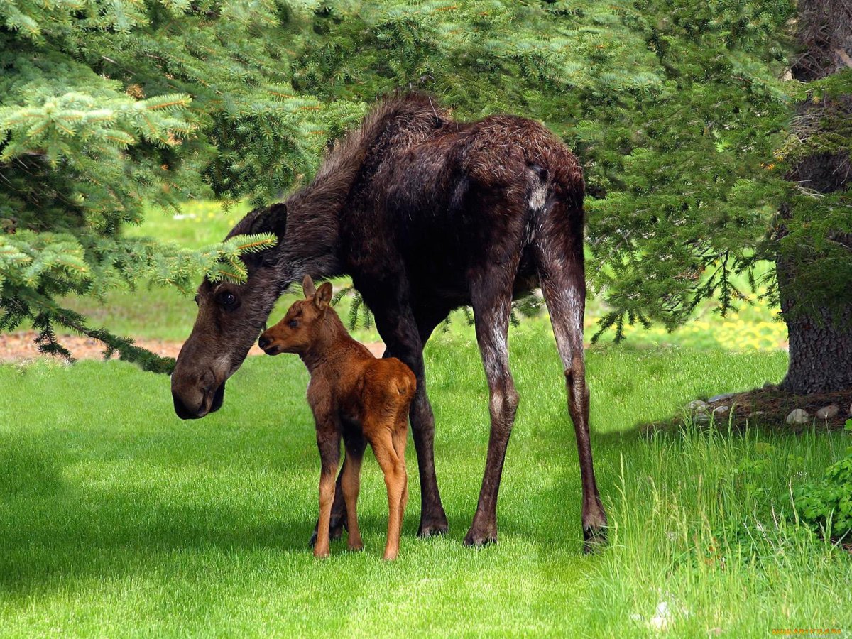 Лесные животные задания для детей