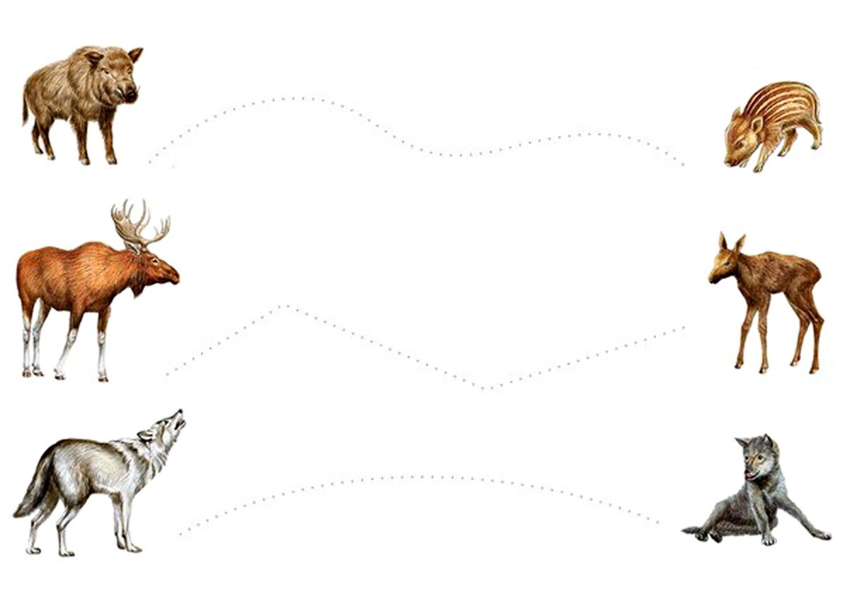 Лосята Ленинградской области