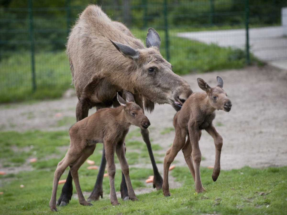 Лосиха с лосенком